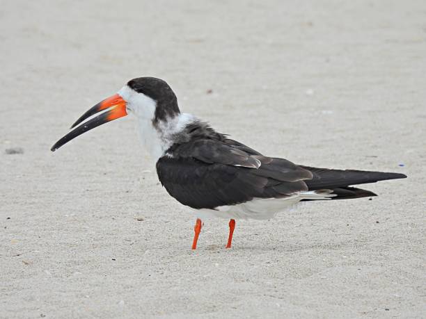 schwarzer skimmer (rynchops niger) ruht auf dem florida-sand - black skimmer skimmer one animal color image stock-fotos und bilder