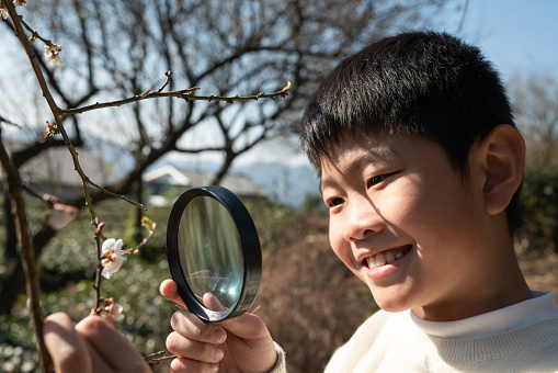 Smart boy looking plum blossom with magnifying glass