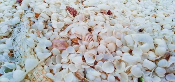 istock Ful seashells at bedagai beach Indonesia 1297128177