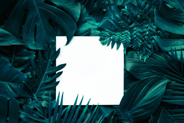 istock tropical green leaves and palms with white paper note frame 1297130470