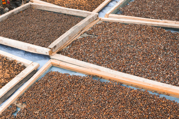 Dried Robusta Coffee Bean Cherry with greenhouse solar drying system. Dry with Natural Process.