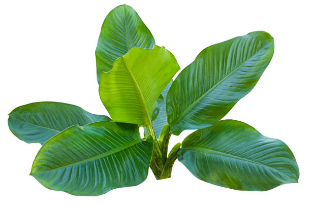 istock Dieffenbachia plant isolated on white background 1297130483