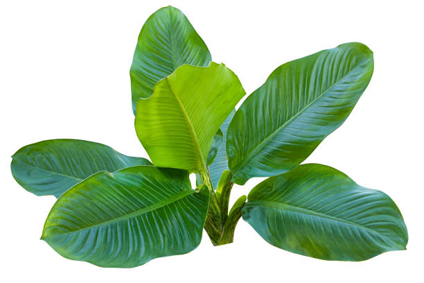 Dieffenbachia plant isolated on white background Dieffenbachia plant isolated on white background with clipping path for design elements calathea photos stock pictures, royalty-free photos & images