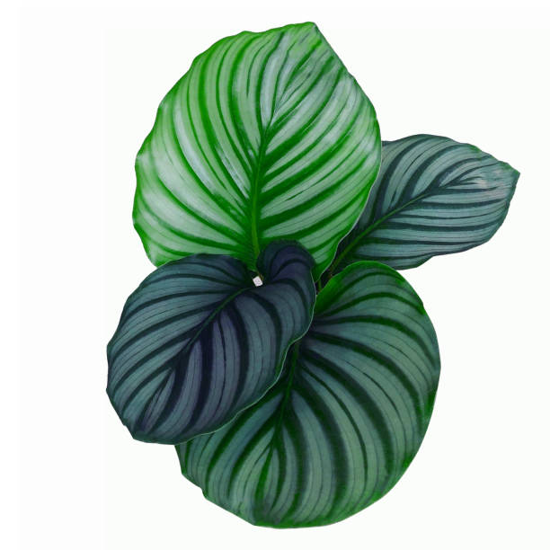 istock green leaves isolated on white background 1297130498