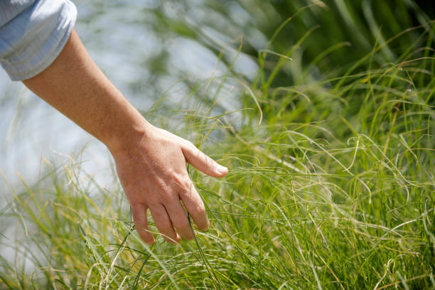 istock Close-up of man's hand touching grass 1297132096