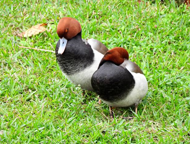 Redhead Ducks profile