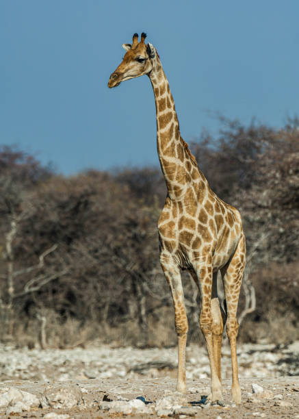 istock Angolan giraffe, Giraffa camelopardalis angolensis, Etosha Pan National Park, Namibia, Artiodactyla,  Giraffidae. Namibian giraffe. 1297133134