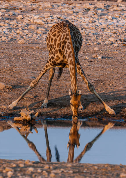 istock Angolan giraffe, Giraffa camelopardalis angolensis, Etosha Pan National Park, Namibia, Artiodactyla,  Giraffidae. Drinking water with legs spread out. Namibian giraffe. 1297133185