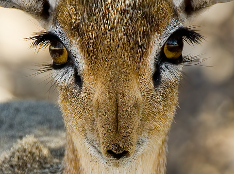 Damara Dik-dik, Madoqua kirkii damarensis, Etosha Pan National Park, Namibia, Artiodactyla, Bovidae. A very small antelope. Female. Very close-up. Eyes.