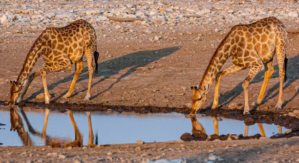 Angolan giraffe, Giraffa camelopardalis angolensis, Etosha Pan National Park, Namibia, Artiodactyla,  Giraffidae. Drinking water with legs spread out. Namibian giraffe.