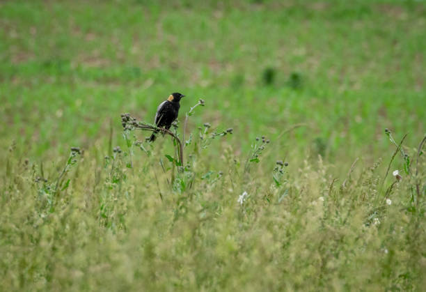 istock Bobolink in the grass 1297138226
