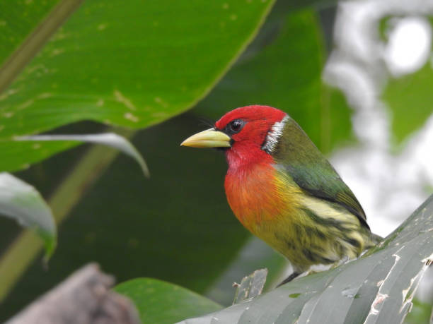 istock Red Headed Barbet Male 1297138878