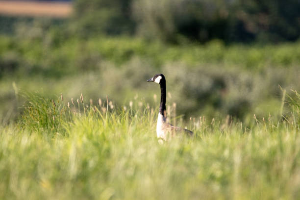 istock Canada Goose in the Tall Grass 1297138954