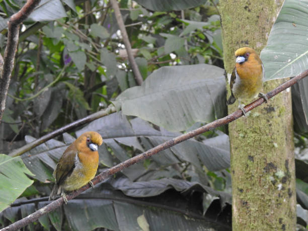 istock Prong Barbet Ticket 2 1297139071