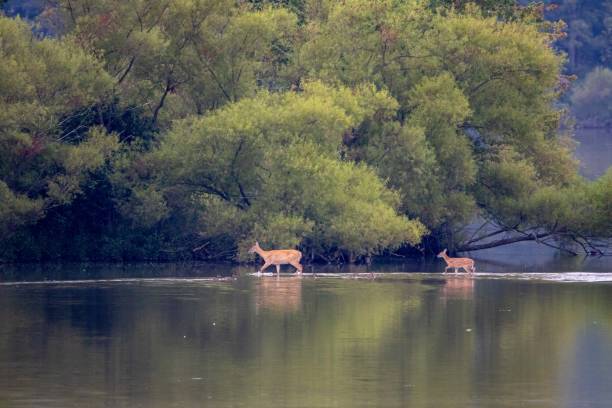 istock Doe and Fawn in Lake 1297139724