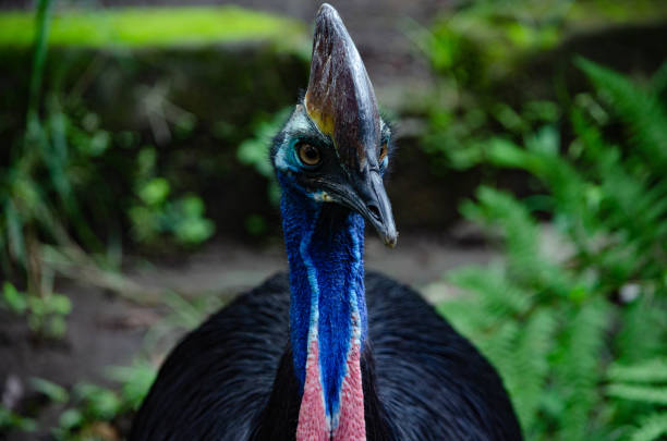 uccello casuarius - beak bird blue cassowary foto e immagini stock