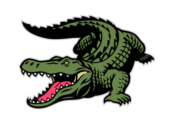 crocodile mascot in whole body vector of crocodile mascot in whole body crocodile stock illustrations