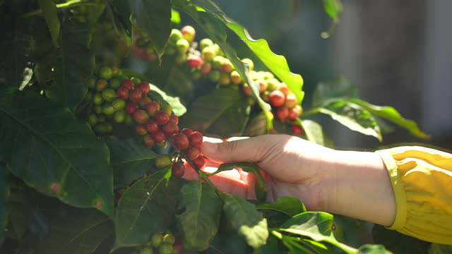 Woman farmer hands checking a red coffee berries , 4K(UHD) , slow motion