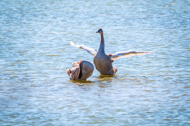 istock A young brown coloured white swan flaps its wings on the water. 1297140614