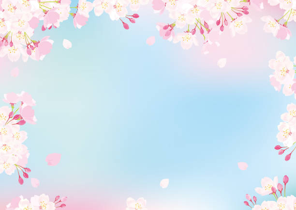 розовый вектор цветения вишни иллюстрация - blossom cherry blossom cherry tree spring stock illustrations
