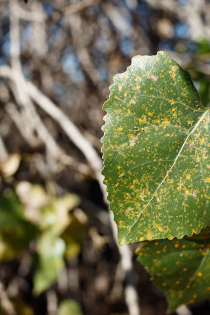 лист populus fremontii - блафф крик t - 12042 a0 - 12042 стоковые фото и изображения