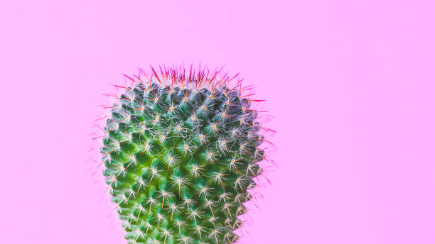 istock Trendy cactus plants on pink background wall. Minimal creative style 1297145024