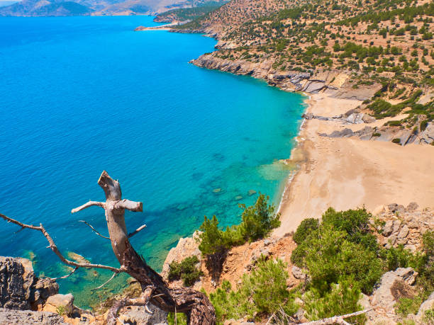 istock Dead tree at sheer cliff above the sea. Deserted sand beach. View from above 1297145026