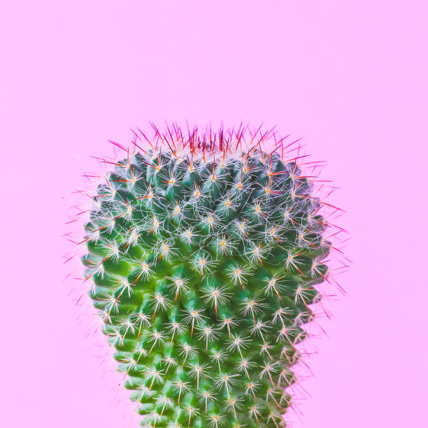 istock Trendy cactus plants on pink background wall. Minimal creative style 1297145034