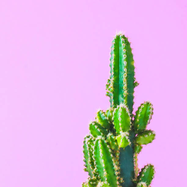 istock Trendy cactus plants on pink background wall. Minimal creative style 1297145049