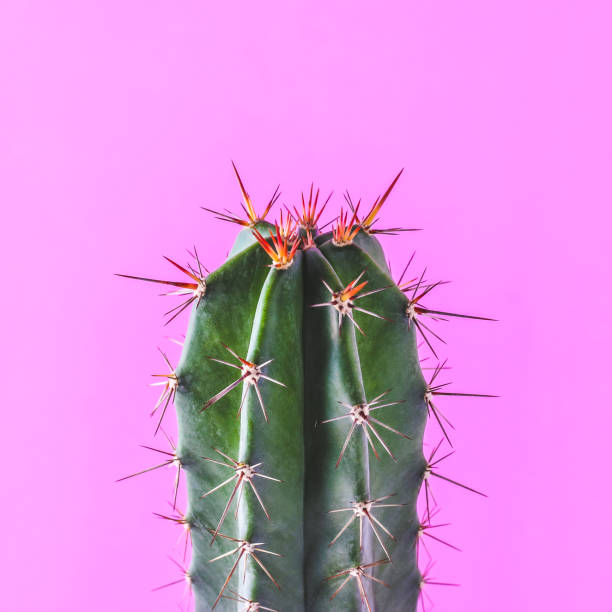 istock Trendy cactus plants on pink background wall. Minimal creative style 1297145070