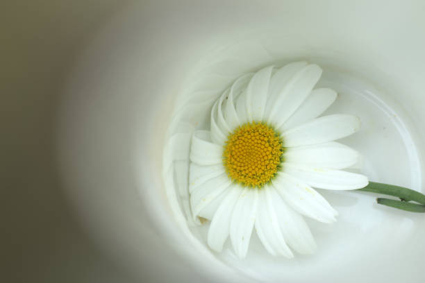 White daisy in a white bowl background. Love, Hope and strength concepts. Fragility concept. Copy space.