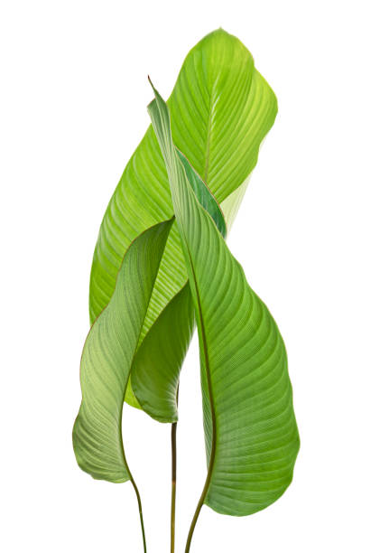 istock Calathea foliage, Exotic tropical leaf, Large green leaf, isolated on white background with clipping path 1297147173