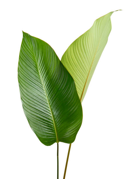 istock Calathea foliage, Exotic tropical leaf, Large green leaf, isolated on white background with clipping path 1297147222
