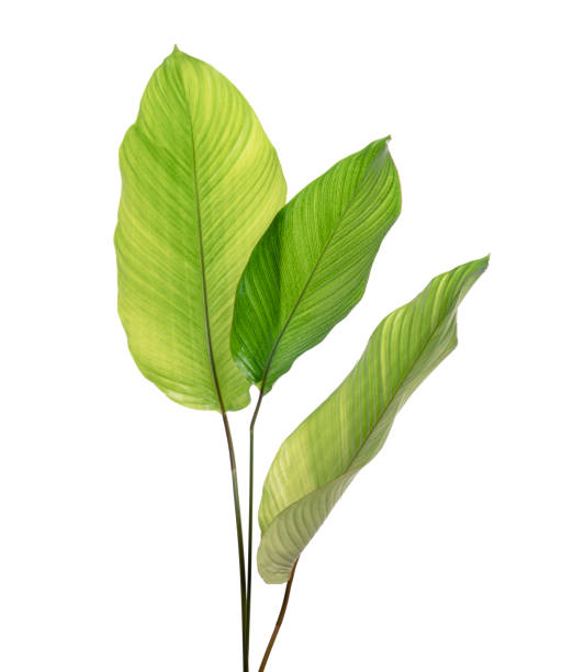 istock Calathea foliage, Exotic tropical leaf, Large green leaf, isolated on white background with clipping path 1297147246