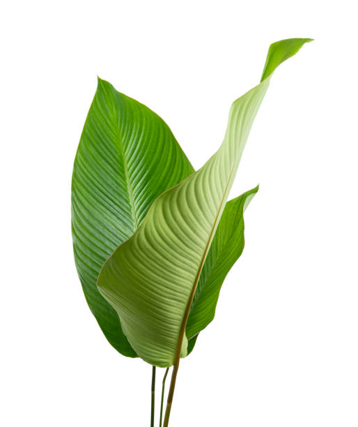 istock Calathea foliage, Exotic tropical leaf, Large green leaf, isolated on white background with clipping path 1297147249