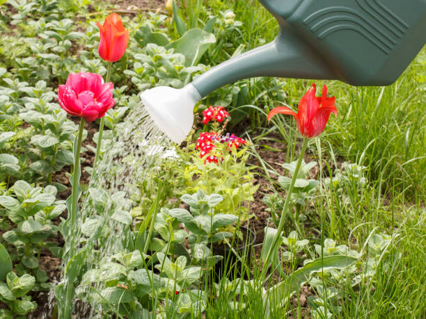 istock Watering tulip flowers from a watering can 1297147945