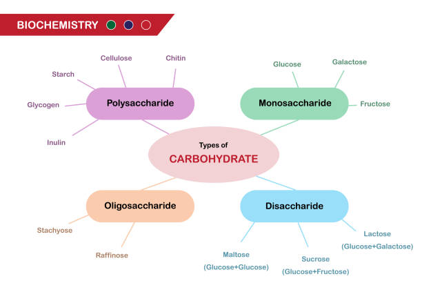 Biochemistry diagram present types of carbohydrate Biochemistry diagram present types of carbohydrate carbohydrate food type stock illustrations