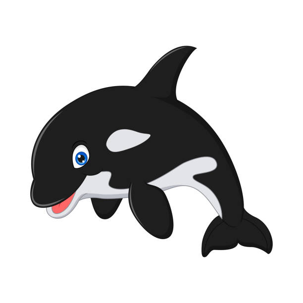 Killer Whale Illustrations, Royalty-Free Vector Graphics & Clip Art - iStock