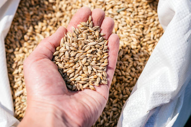 mano piena di grano su un sacchetto di grano. agricoltura e concetto di raccolto. messa a fuoco selettiva con profondità di campo bassa - seed human hand wheat cereal plant foto e immagini stock