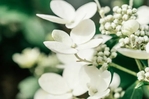 Blooming inflorescences of white hydrangea.Flowers and buds close up.Selective focus with shallow depth of field
