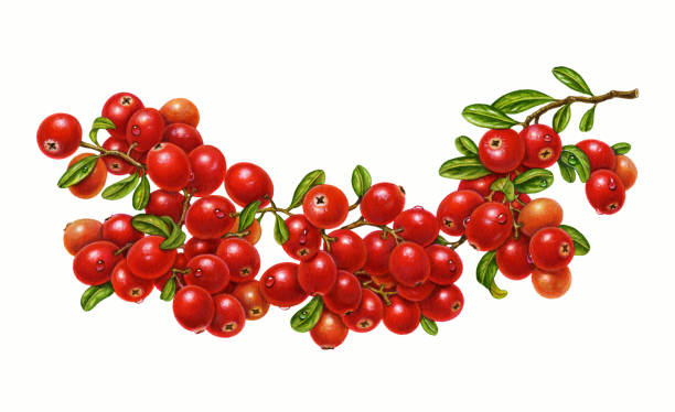 żurawina oddział zakrzywiony - cranberry stock illustrations