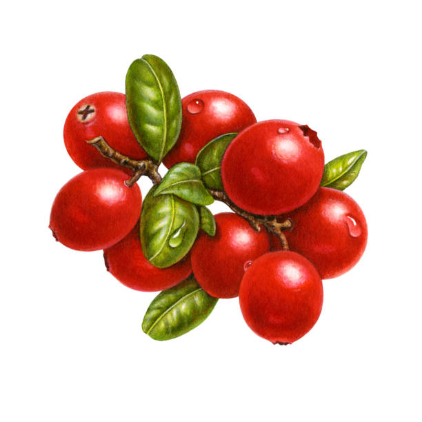 Cranberry Bunch vector art illustration