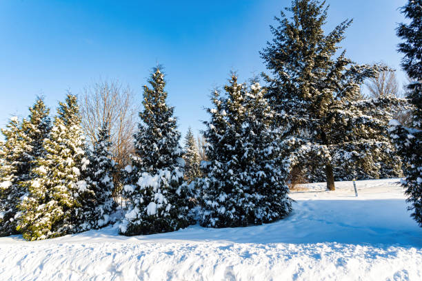 istock Landscape with a snow-covered park with fir trees on a blue sky background 1297151786