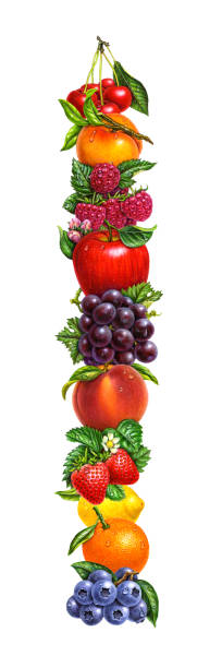 ilustrações de stock, clip art, desenhos animados e ícones de fruit medley vertical - grape bunch fruit stem