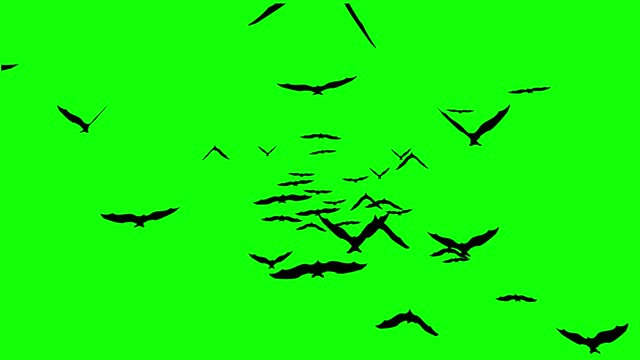 Bats are flying and attacking in a green screen. Halloween concept