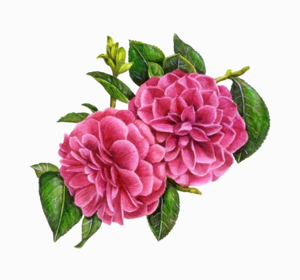 Flowers Camelia Group A watercolor illustration of pink Camellia flowers, surrounded by leaves. camellia stock illustrations