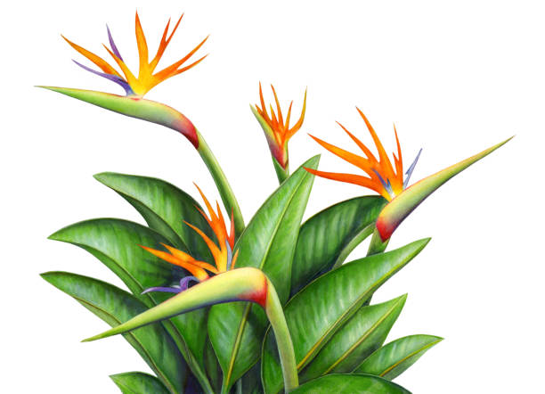 istock Garden Bird of Paradise Plant 1297152786