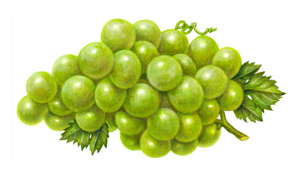 виноград зеленый - grape bunch fruit stem stock illustrations