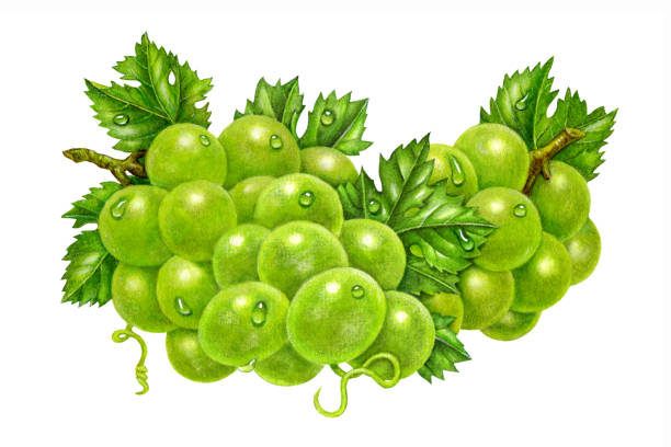 illustrations, cliparts, dessins animés et icônes de groupe grapes green - grape bunch fruit stem