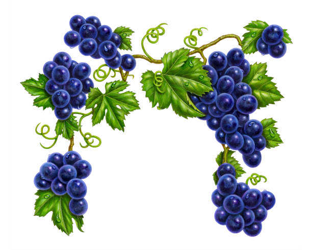 illustrazioni stock, clip art, cartoni animati e icone di tendenza di baldacchino viola uva - red grape